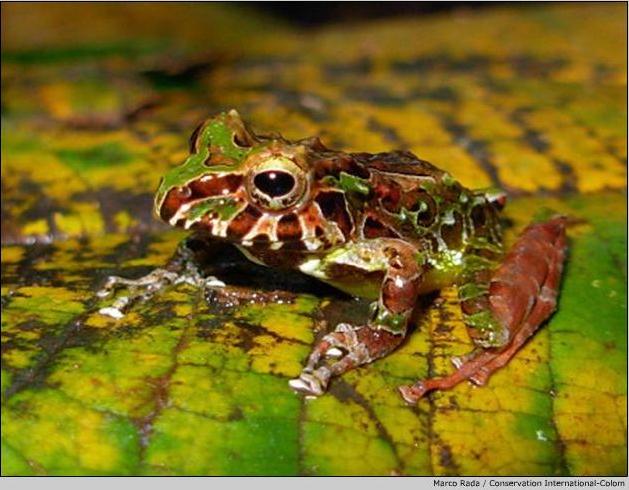 New species has been uncovered in a modern-day Garden of Eden in Colombia